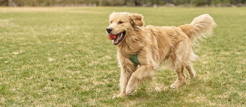 Dog playing fetch at the park