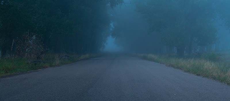 Dark Forest Road
