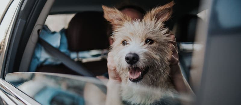 Dog riding with family in the car