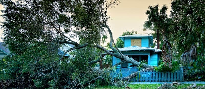 Tree fallen on a picket fence
