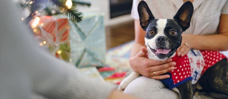 Family dog by the Christmas tree