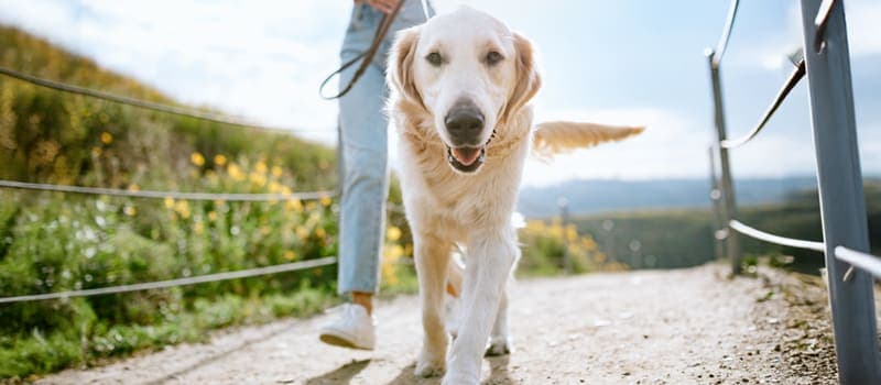 Woman walking her dog