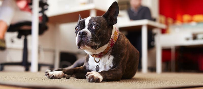 Dog laying on the office floor