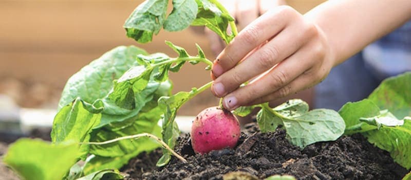 Pulling a fresh radish from the garden