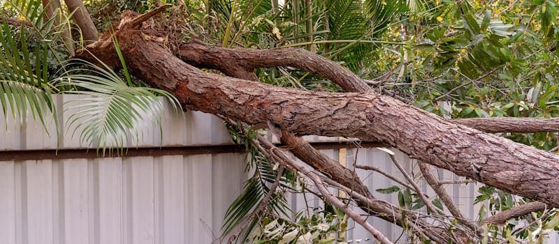 Pine tree fallen across a fence