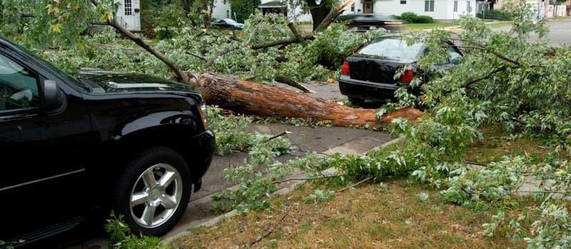 Trees fallen on cars in the street