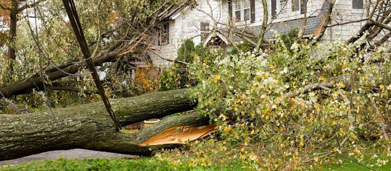 Tree fallen against a home