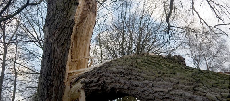 Tree split down the middle