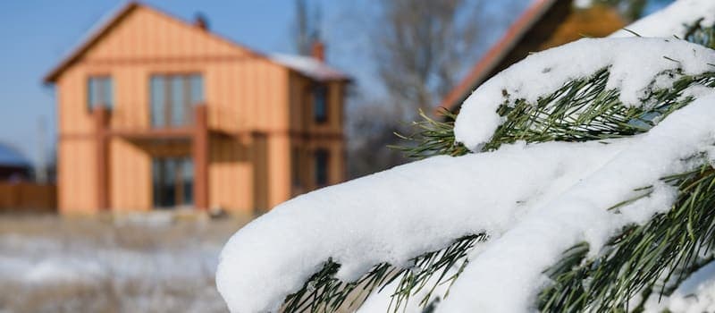 Long leaf pine covered with snow